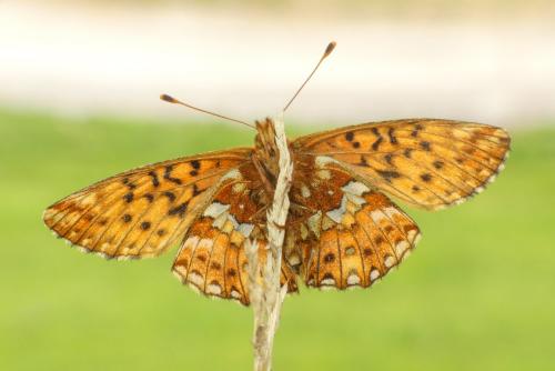 Boloria aquilonaris
